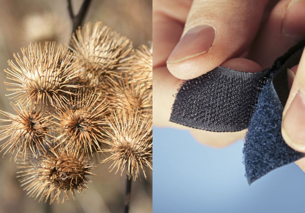 Image comparant le velcro et la bardane, plante dont celui-ci est inspiré
